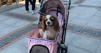 Yürümekte zorlanan köpeğine bebek gibi bakıyor 150w